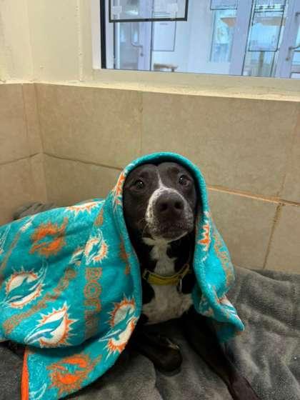 Enlarge Sammy, a Adoptable mixed breed in North Miami Beach, FL image 2/3