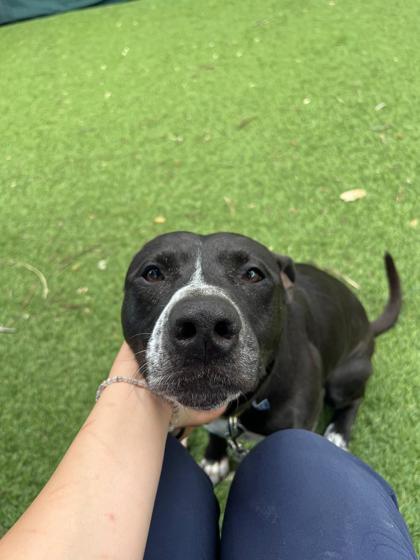 Enlarge Sammy, a Adoptable mixed breed in North Miami Beach, FL image 3/3
