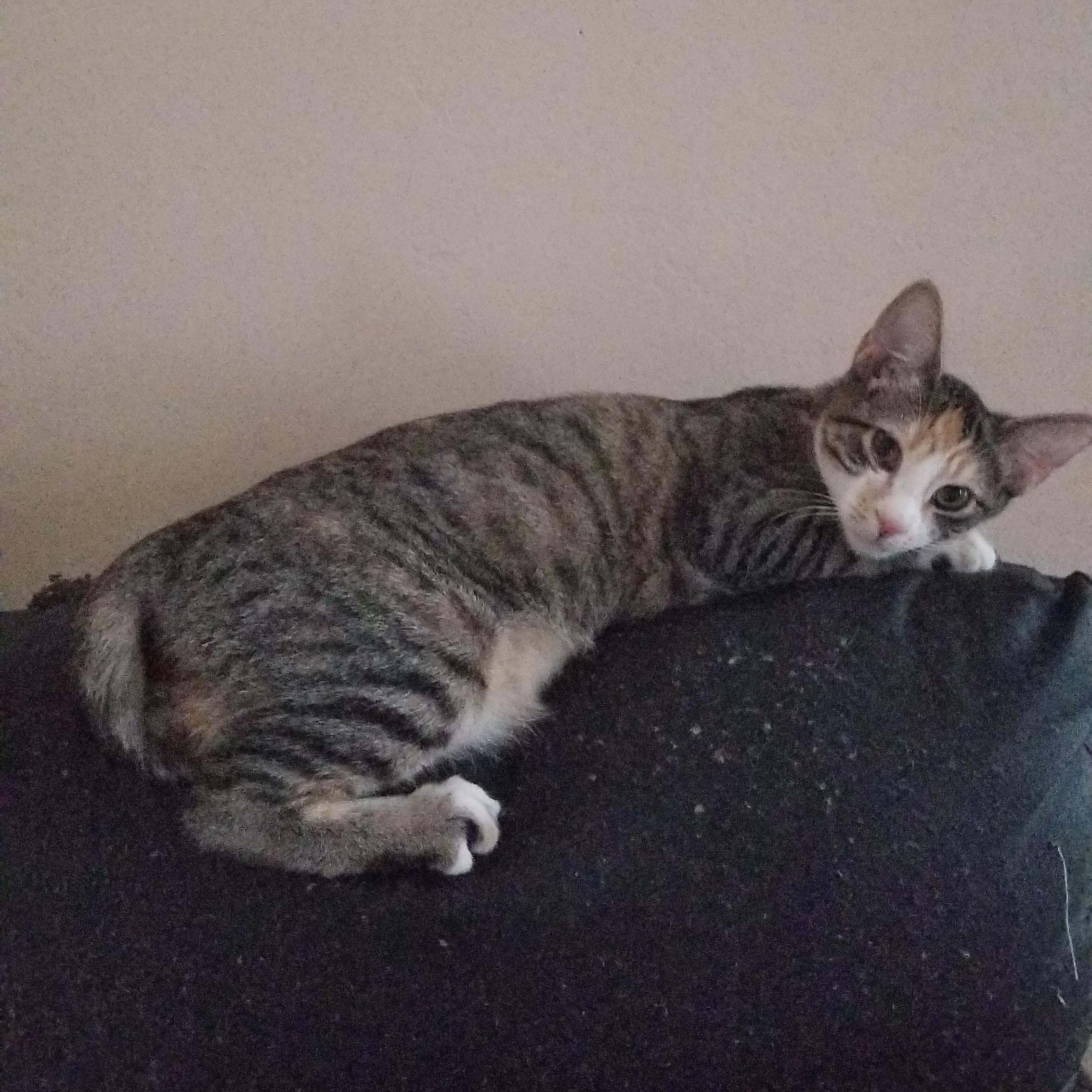 LUCY, Adoptable, Young Female Tabby & Calico.