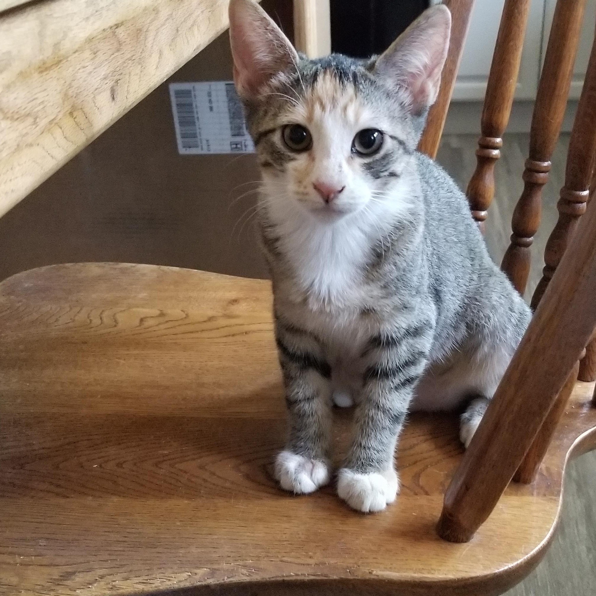 LUCY, ADOPTABLE, Young Female Tabby & Calico.