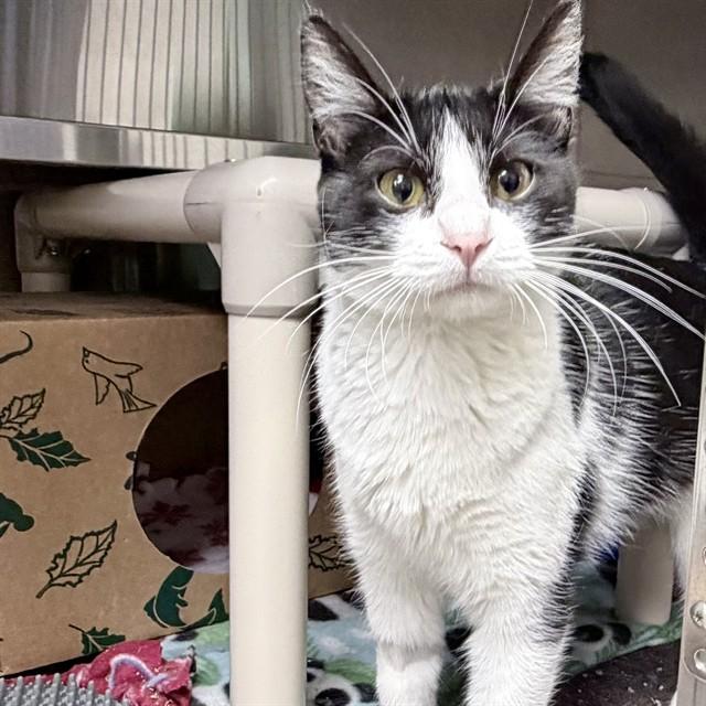 Enlarge ZIMA, a Adoptable Domestic Short Hair in Ames, IA image 1/1