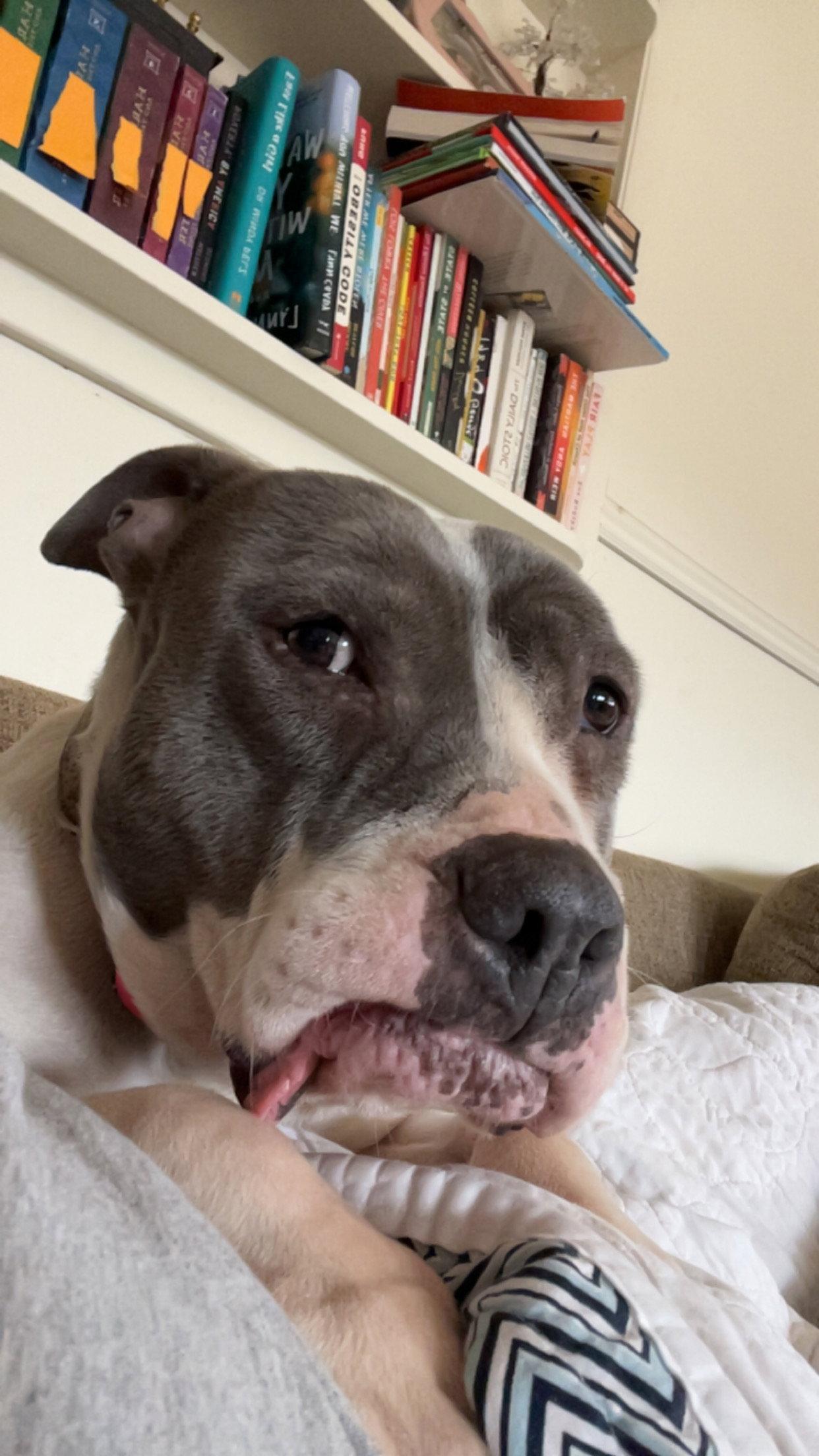 Luna, Adoptable, Young Female Pit Bull Terrier.