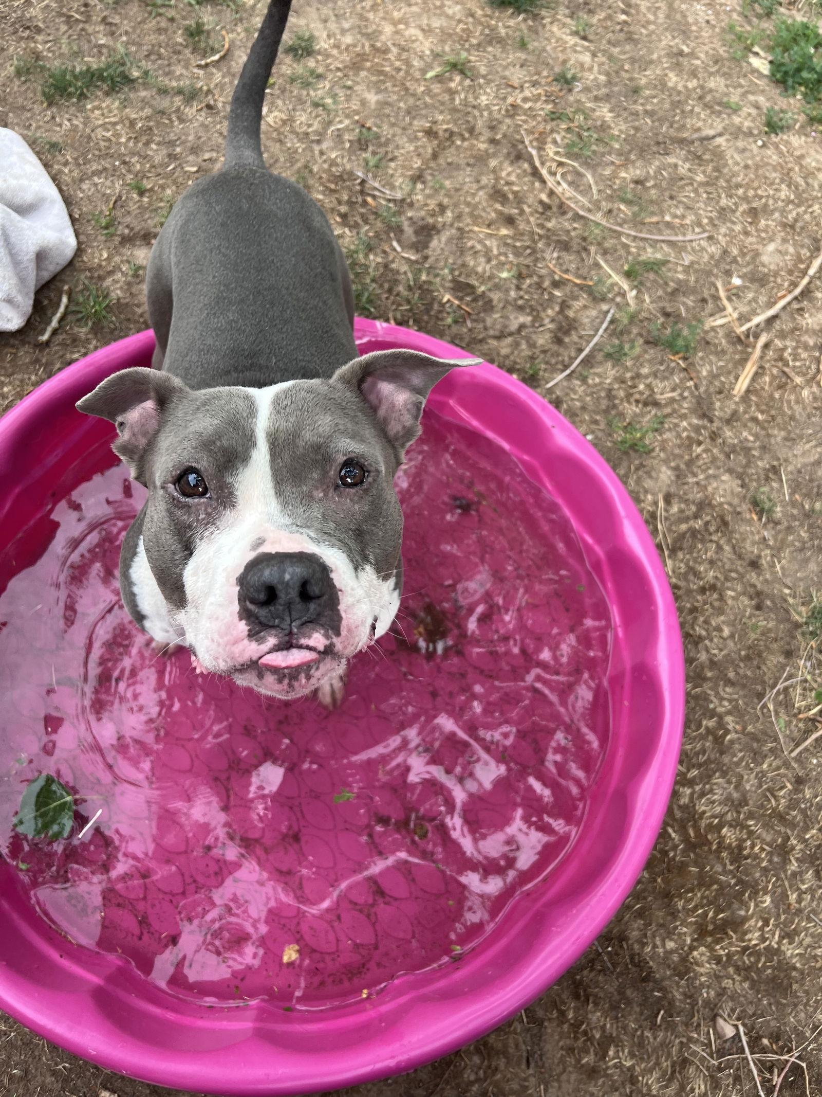 Enlarge Luna, a Adoptable Pit Bull Terrier in Fort Collins, CO image 2/3