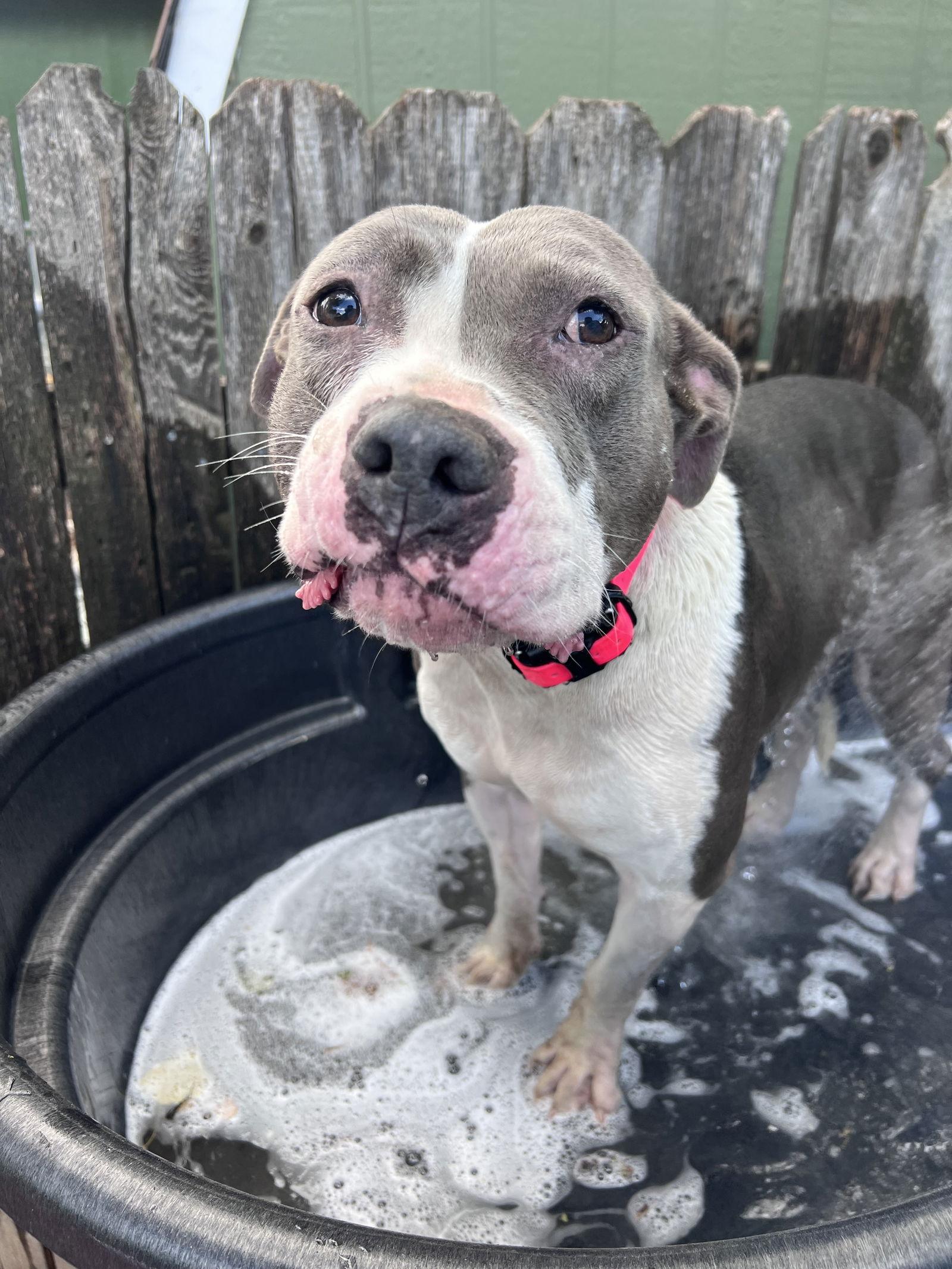 Enlarge Luna, a Adoptable Pit Bull Terrier in Fort Collins, CO image 3/3