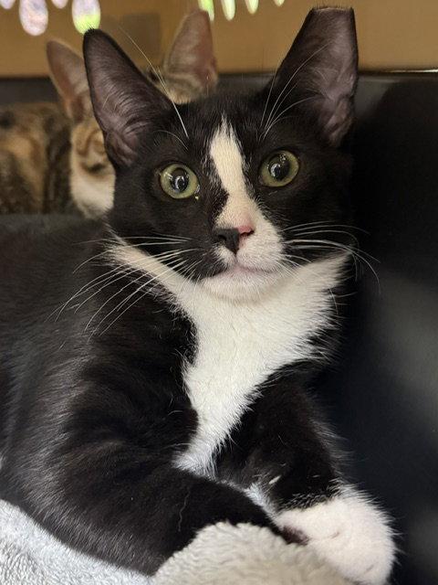 Enlarge Tux, a Adoptable Domestic Short Hair in Lancaster, PA image 2/2