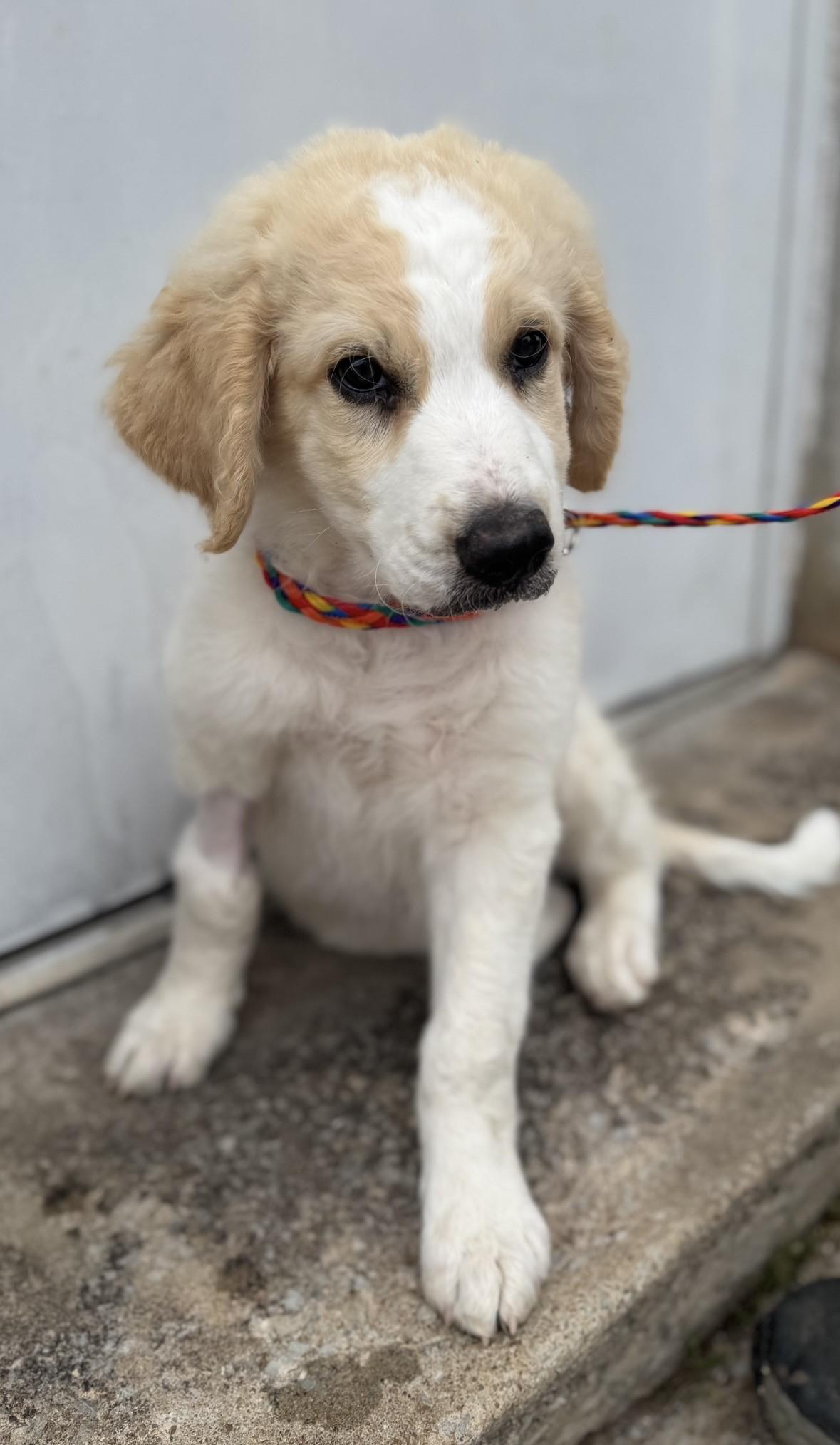 Goose, an adopted mixed breed in Cushing, OK image 2/4