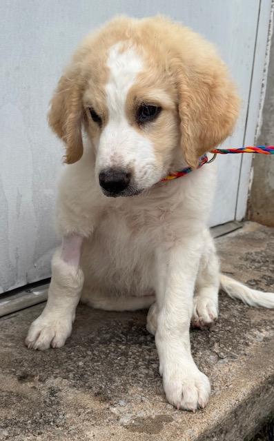 Goose, an adopted mixed breed in Cushing, OK image 4/4