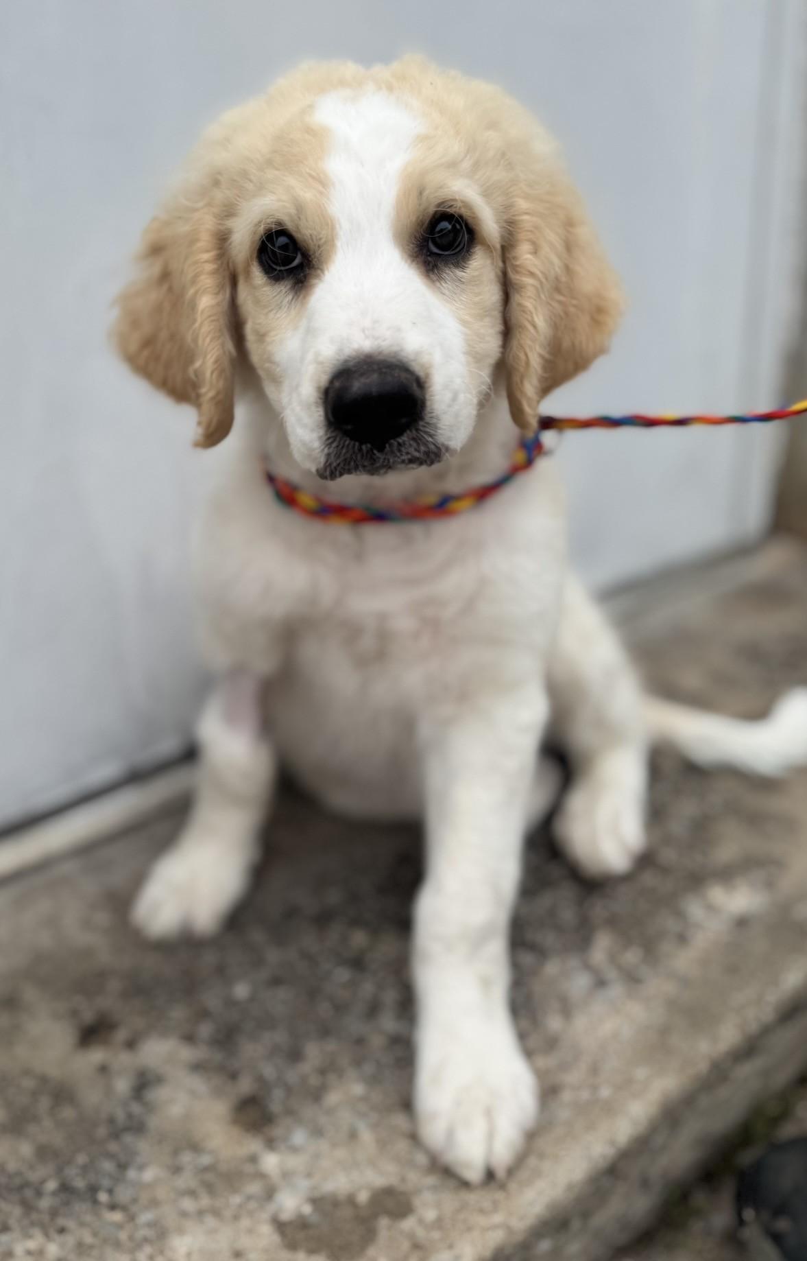 Goose, an adopted mixed breed in Cushing, OK image 1/4