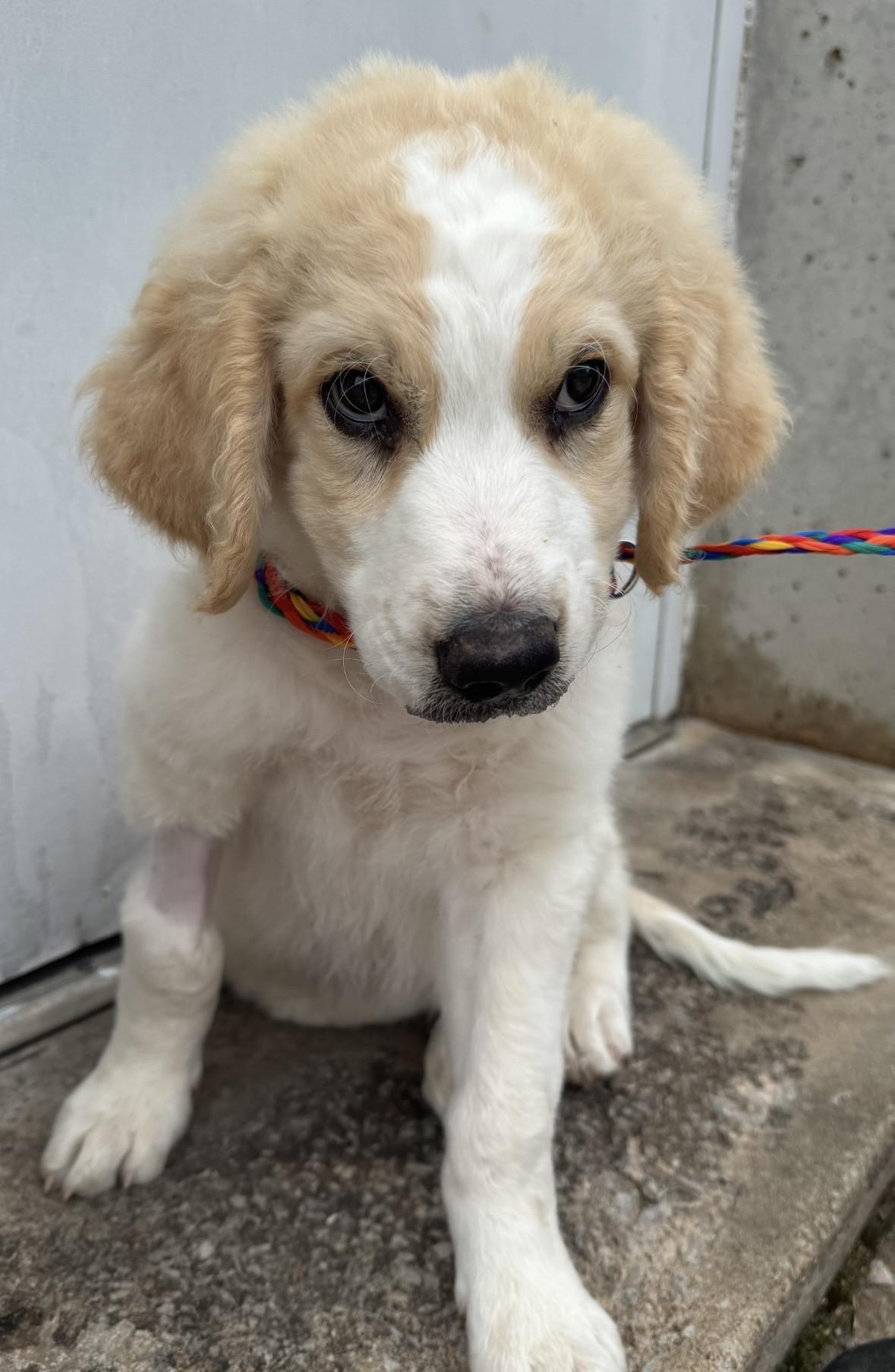 Goose, an adopted mixed breed in Cushing, OK image 3/4