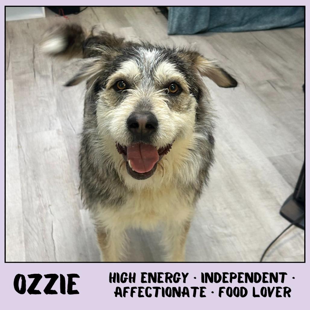 Ozzie, Adoptable, Young Male Mixed Breed.