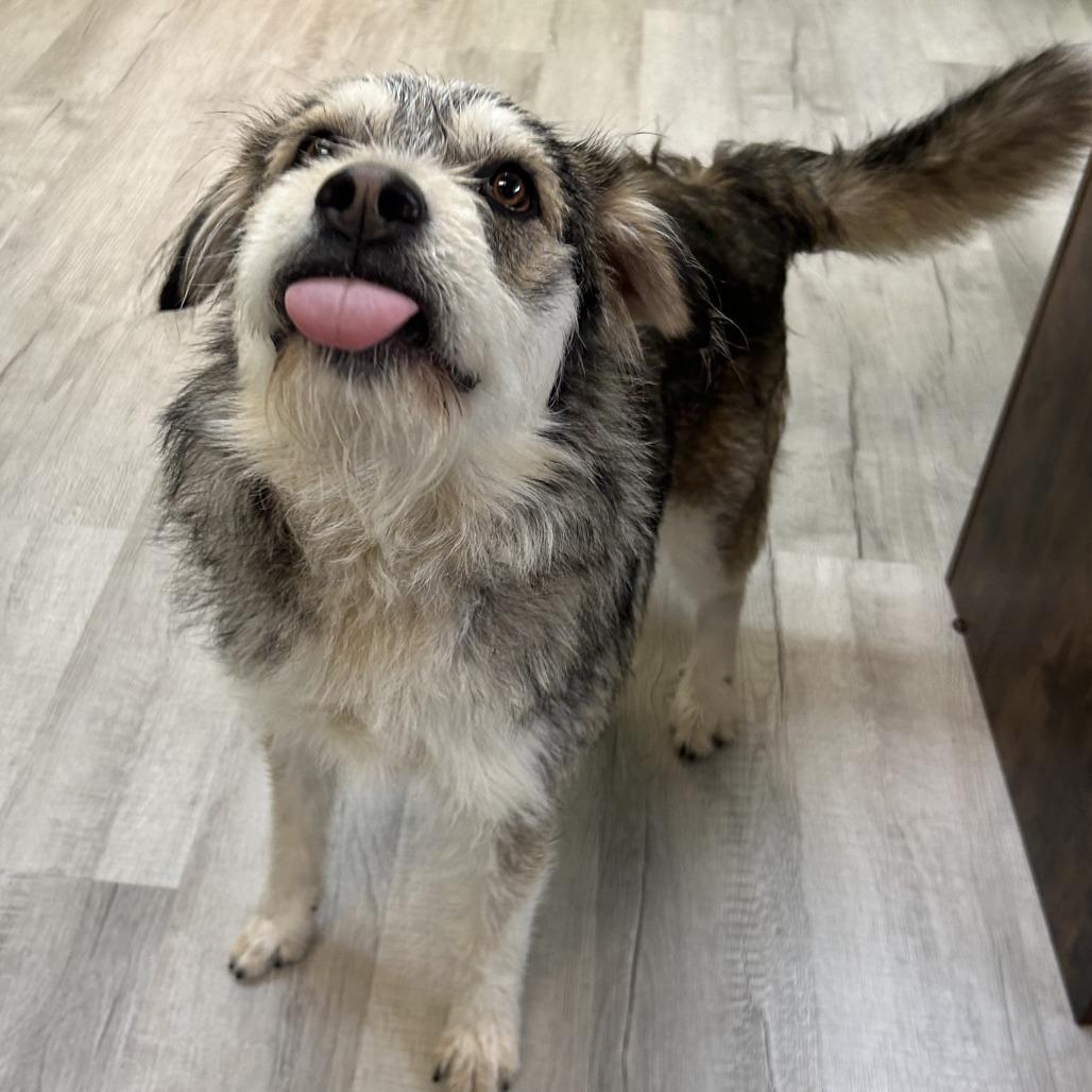 Enlarge Ozzie, a Adoptable Mixed Breed in Emporia, KS image 3/4