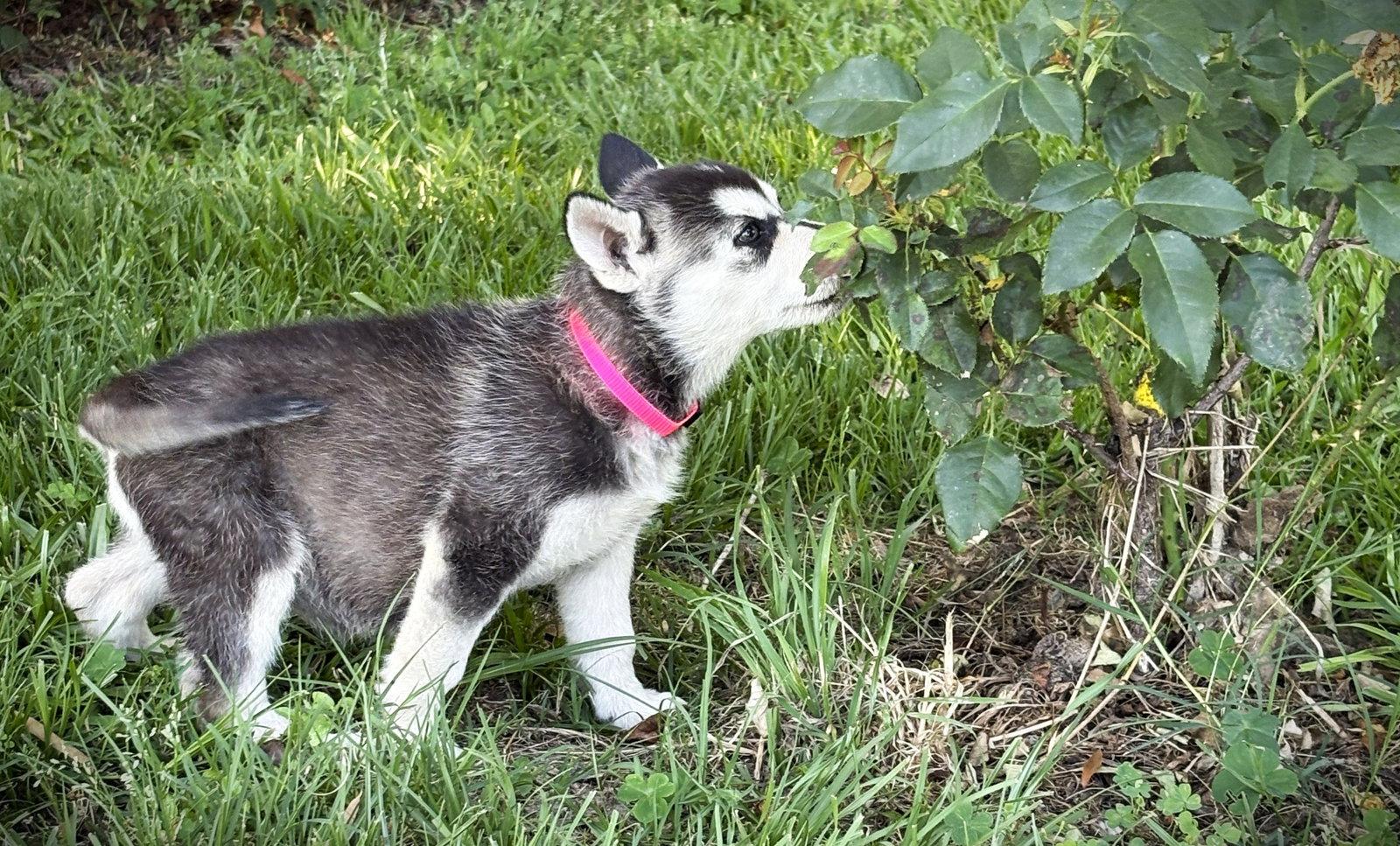 AURORA-12wks-Spay Contract Required $525, a Adoptable Husky in Holly Hill, SC image 1/2