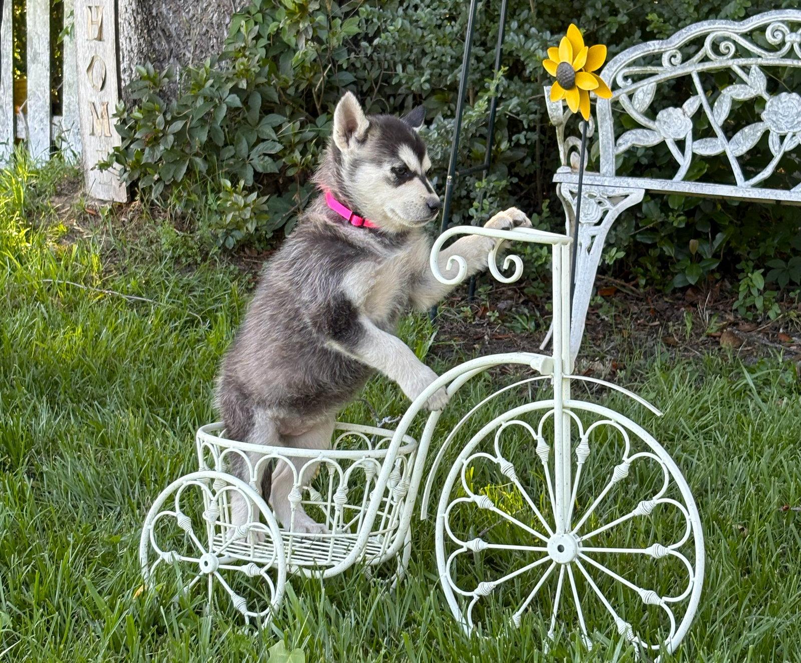 AURORA-12wks-Spay Contract Required $525, a Adoptable Husky in Holly Hill, SC image 2/2