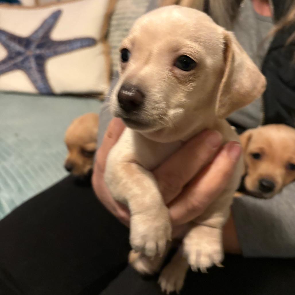 Enlarge Cayenne, a Adoptable Dachshund in Lakehead, CA image 4/6