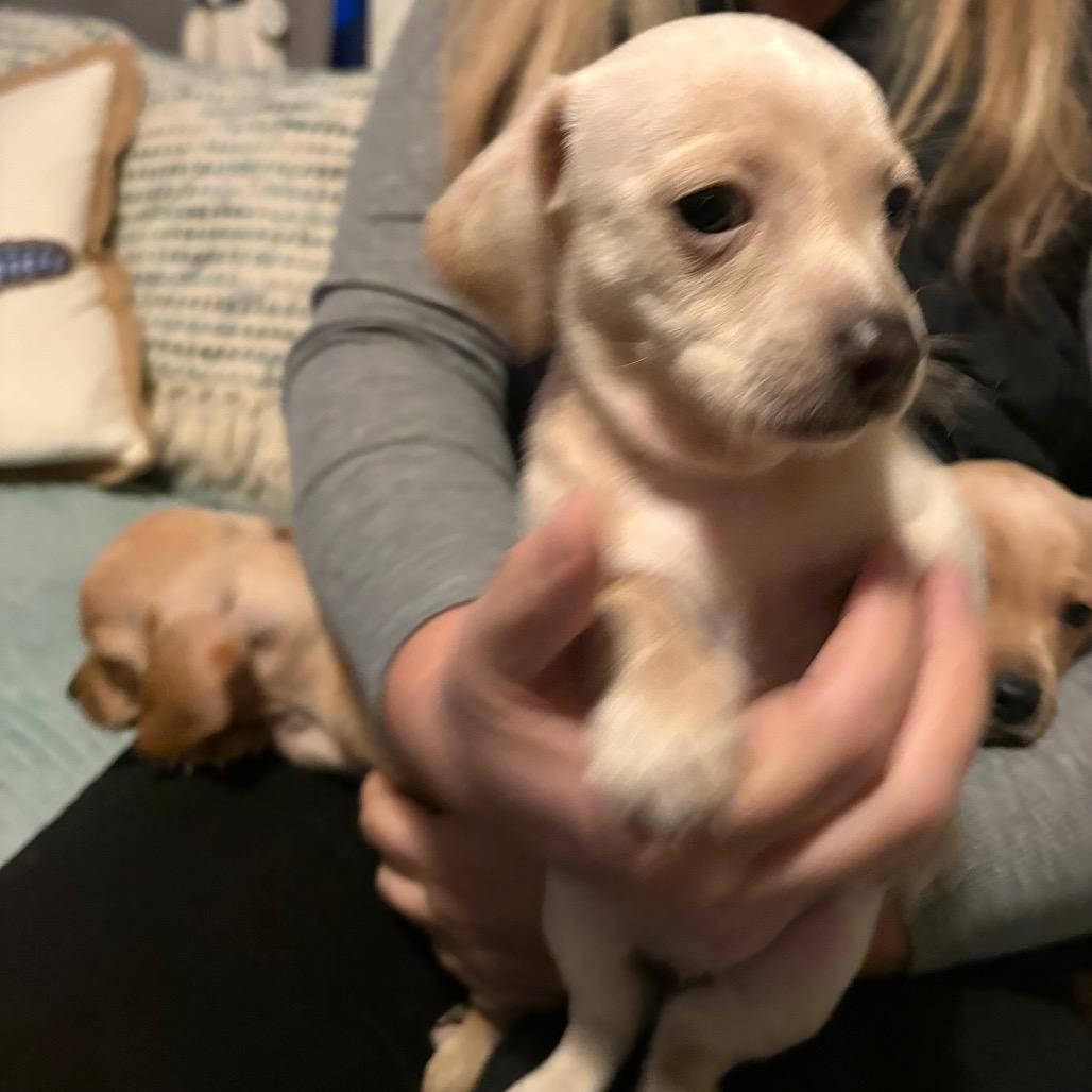 Enlarge Cayenne, a Adoptable Dachshund in Lakehead, CA image 5/6