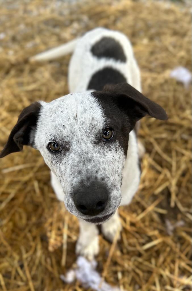 Enlarge Fi, a Adoptable mixed breed in Manchester, TN image 1/3