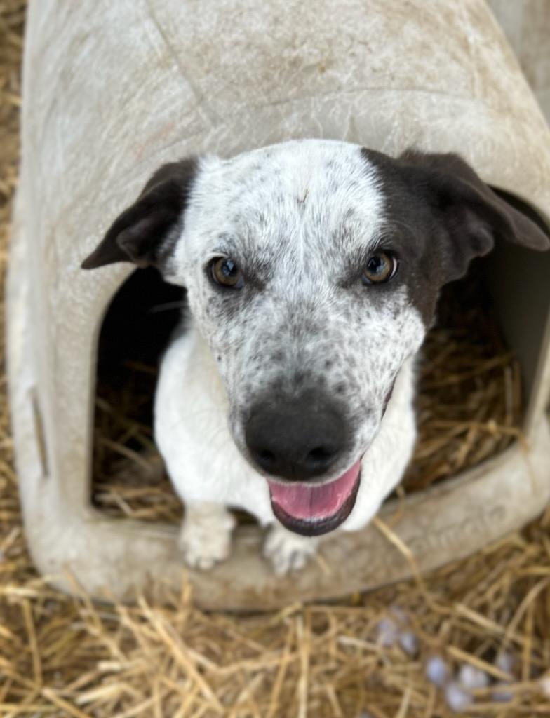 Enlarge Fi, a Adoptable mixed breed in Manchester, TN image 2/3