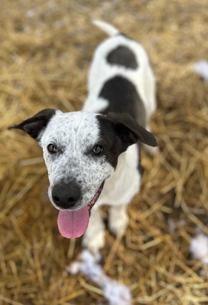 Enlarge Fi, a Adoptable mixed breed in Manchester, TN image 3/3