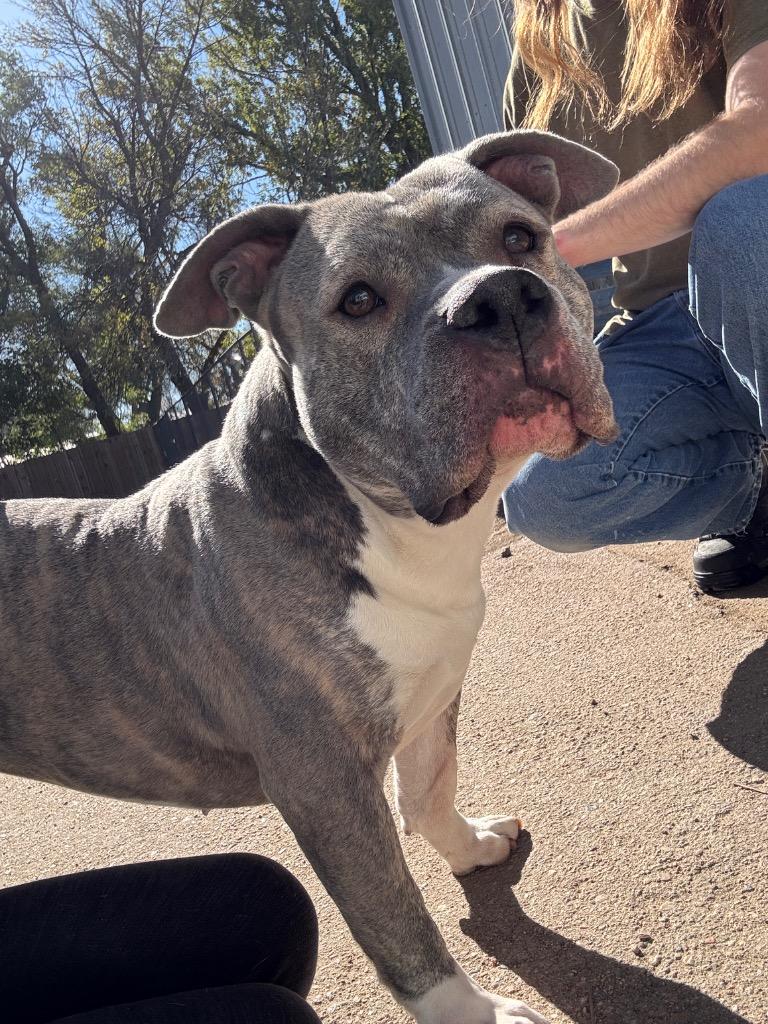 Markie, Adoptable, Adult Female Pit Bull Terrier.