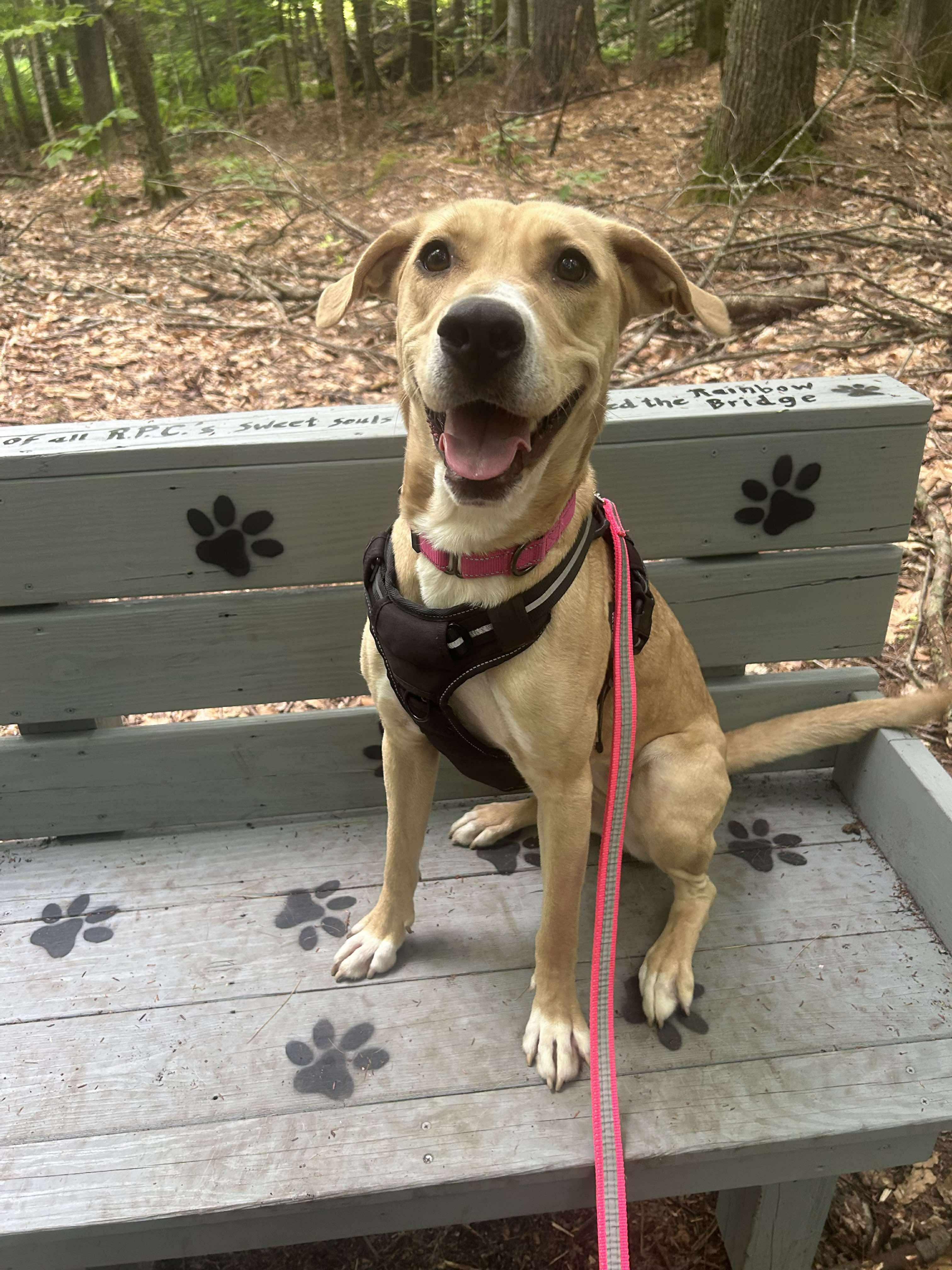 Enlarge Blanche, a Adoptable mixed breed in Paris, ME image 1/3