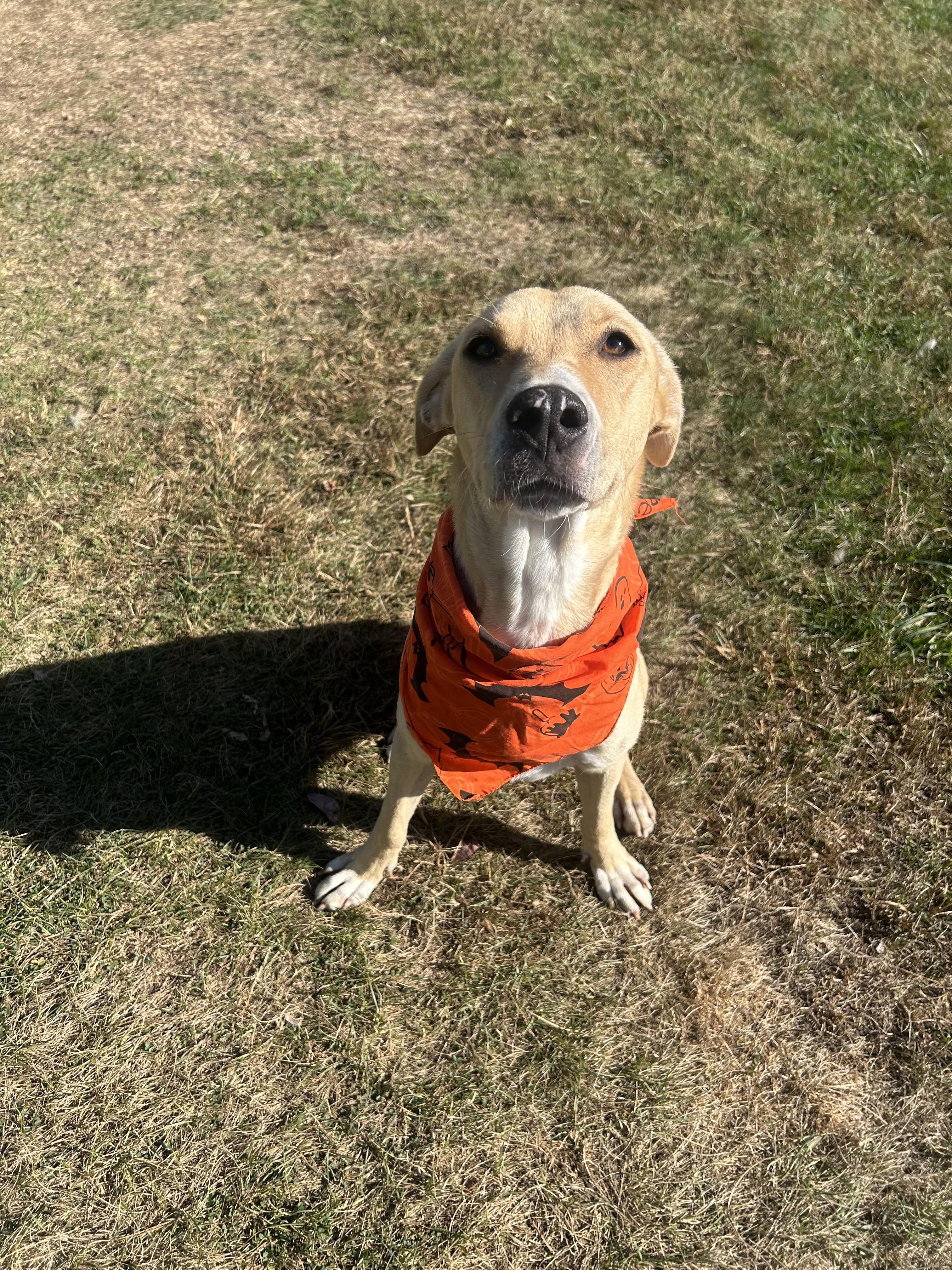 Enlarge Blanche, a Adoptable mixed breed in Paris, ME image 2/3