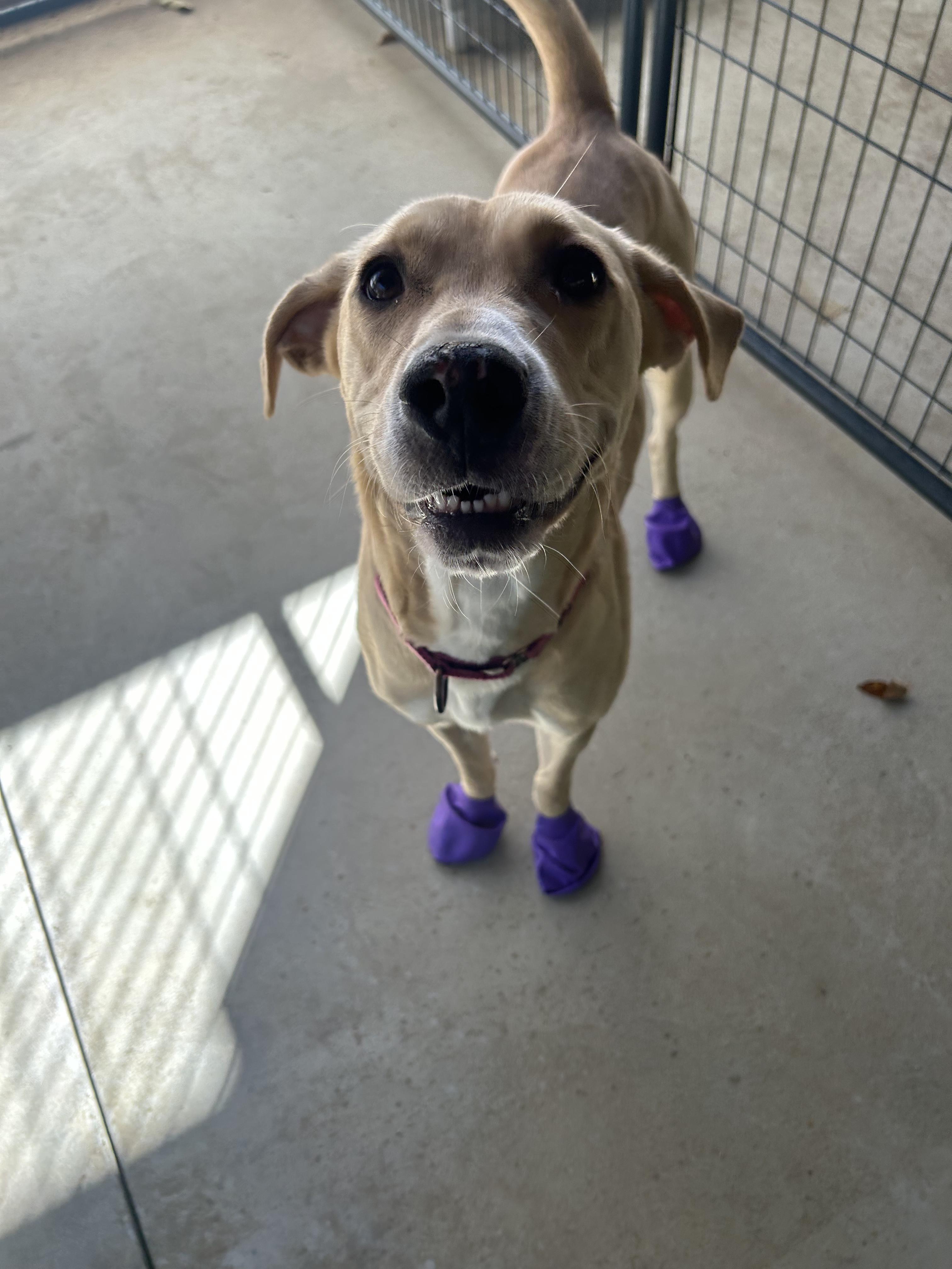 Enlarge Blanche, a Adoptable mixed breed in Paris, ME image 3/3