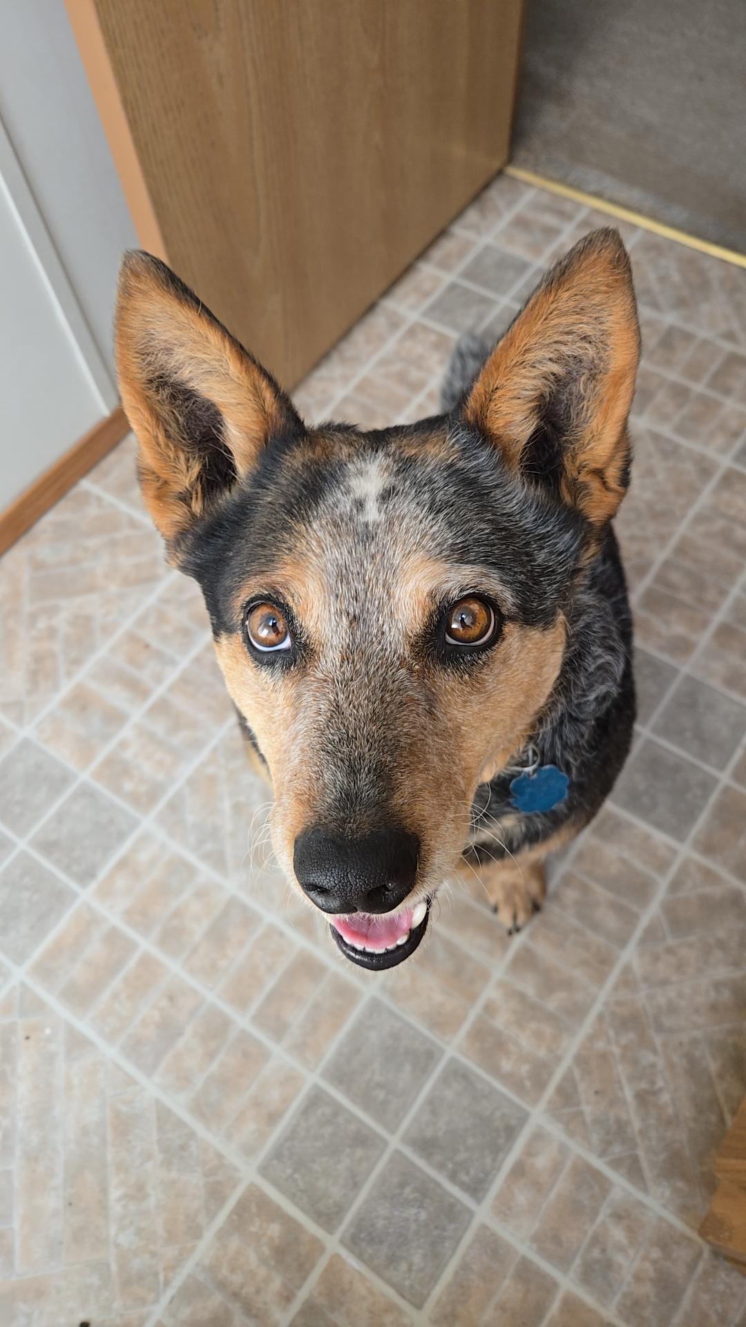 Kymber, an adoptable Australian Cattle Dog / Blue Heeler in Sheridan, WY, 82801 | Photo Image 1