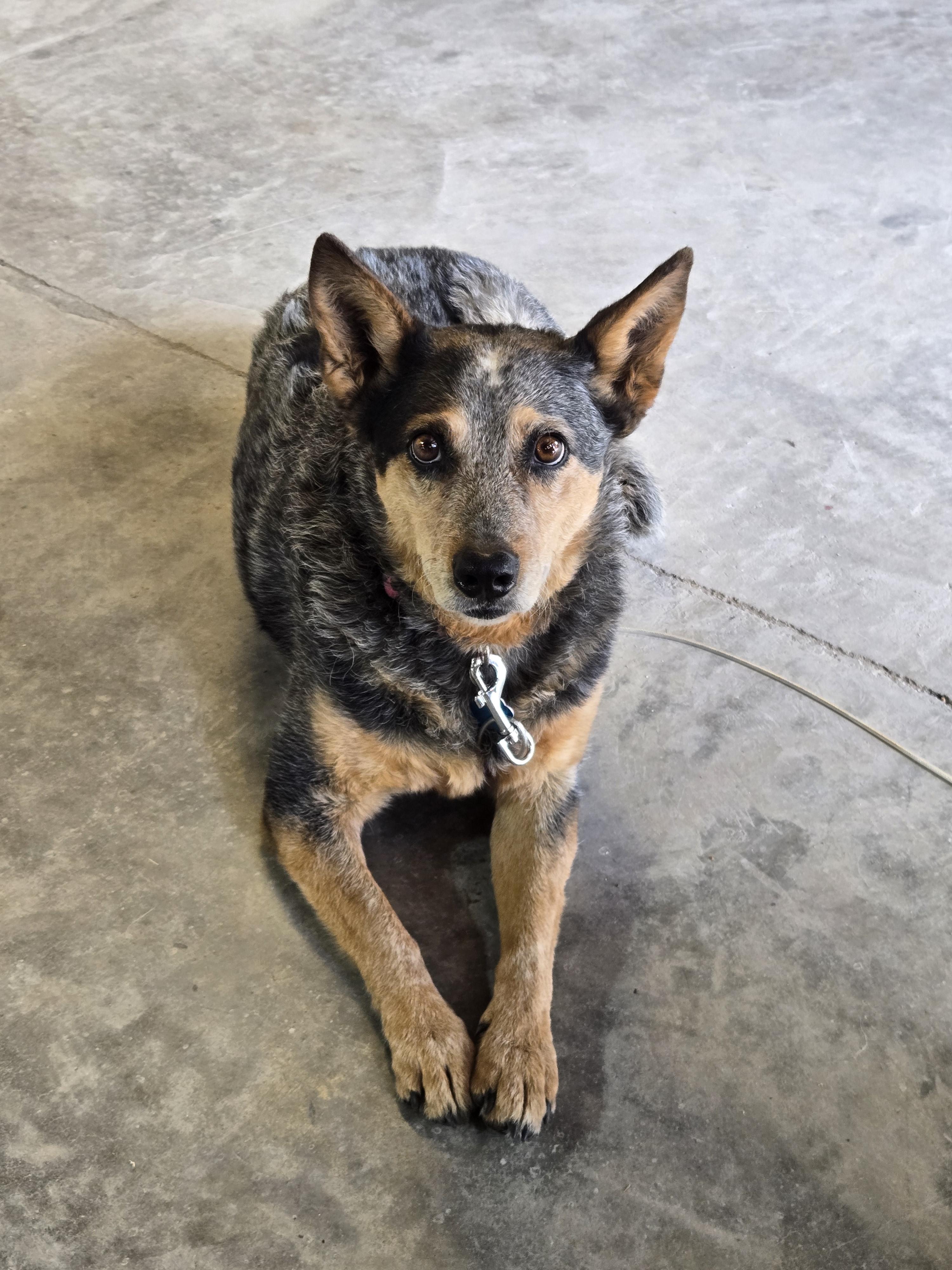 Kymber, an adoptable Australian Cattle Dog / Blue Heeler in Sheridan, WY, 82801 | Photo Image 2
