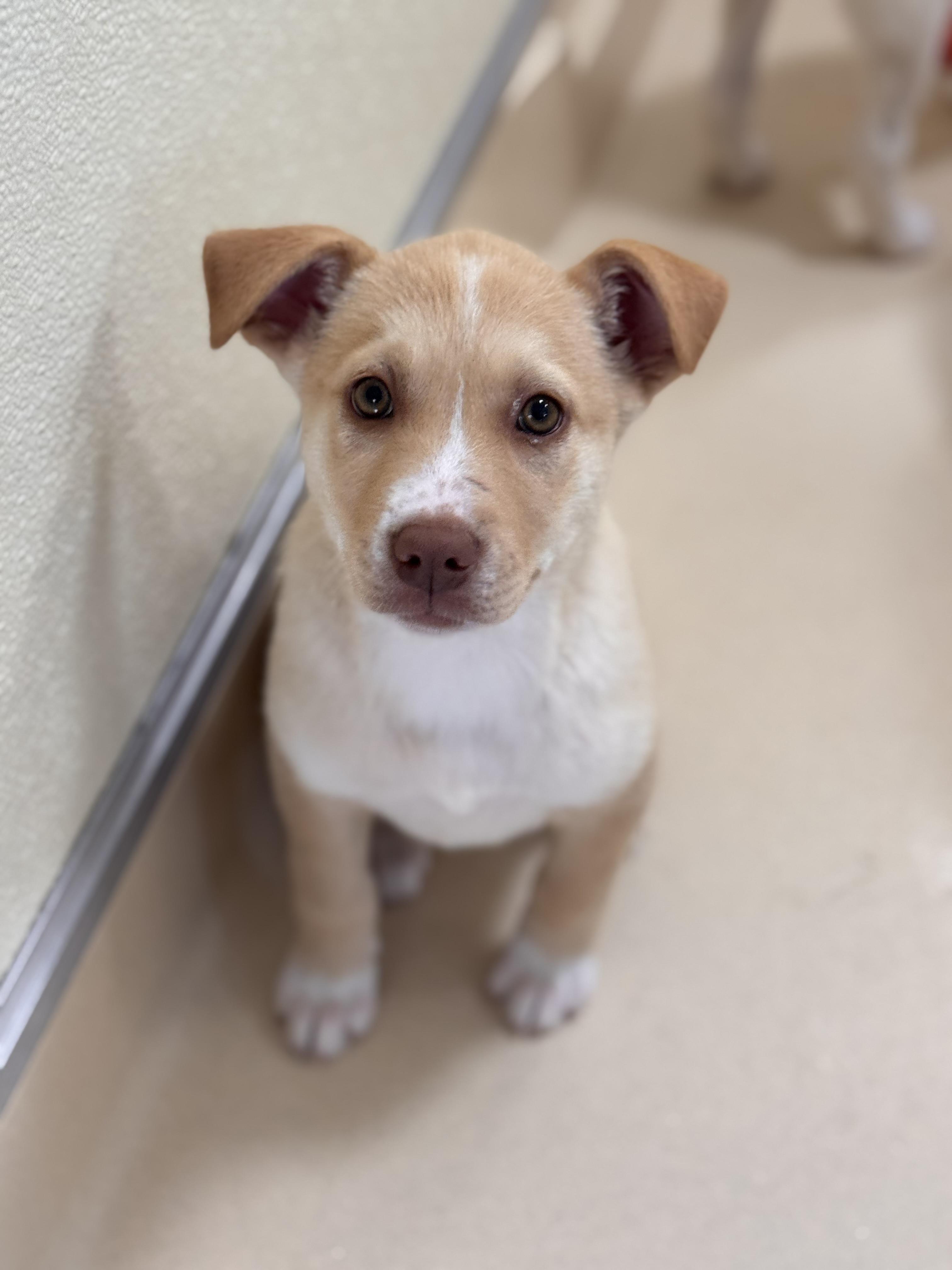 Enlarge Birdie, an adopted mixed breed in Pawleys Island, SC image 1/1
