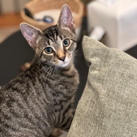 Bert