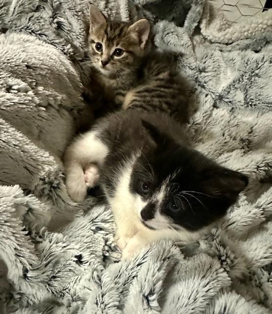 BONNIE & CLYDE, Baby Female Domestic Short Hair