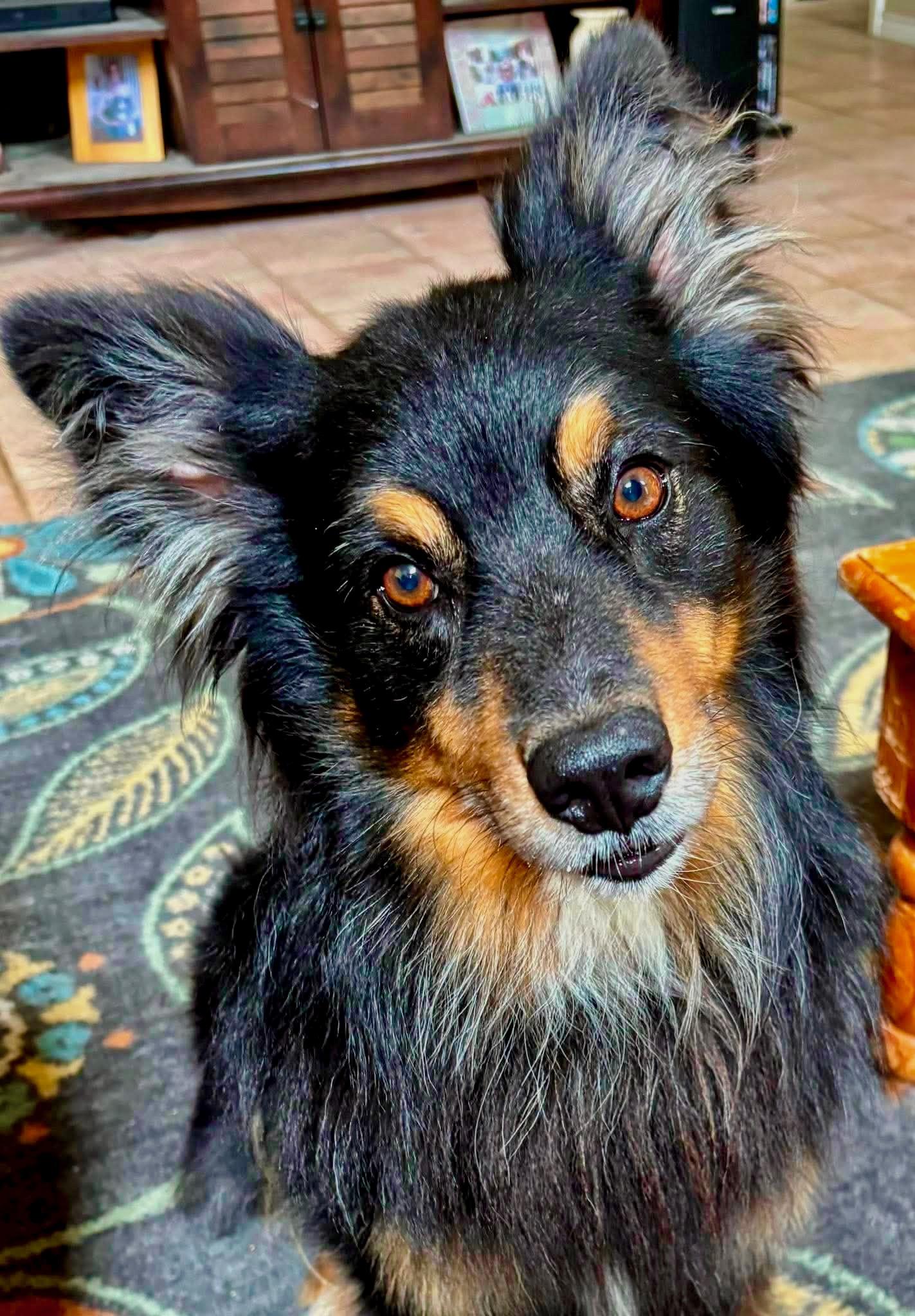 Enlarge ARPH 14697 - Finn, a Adoptable Australian Shepherd in Bryan, TX image 2/5