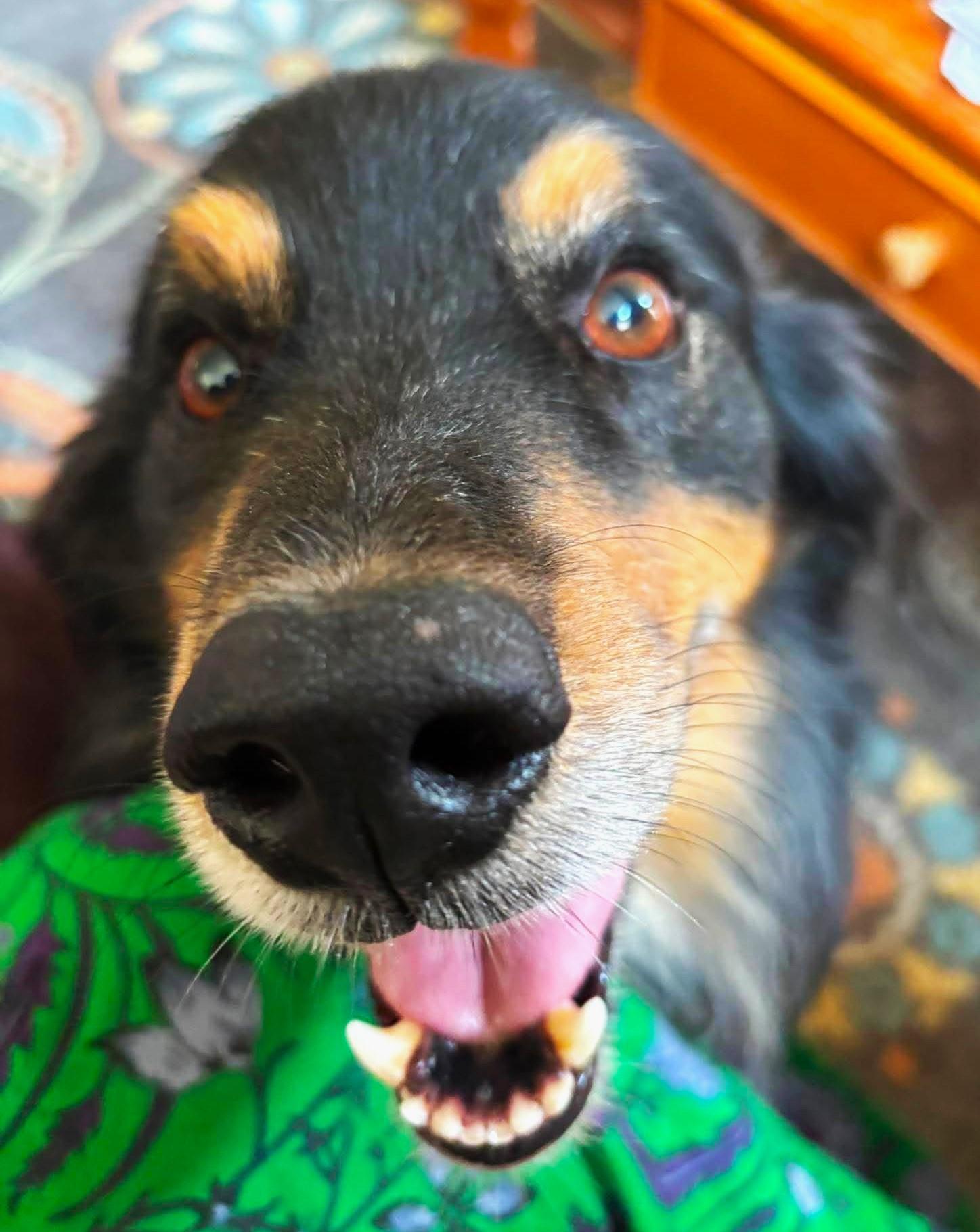 Enlarge ARPH 14697 - Finn, a Adoptable Australian Shepherd in Bryan, TX image 4/5