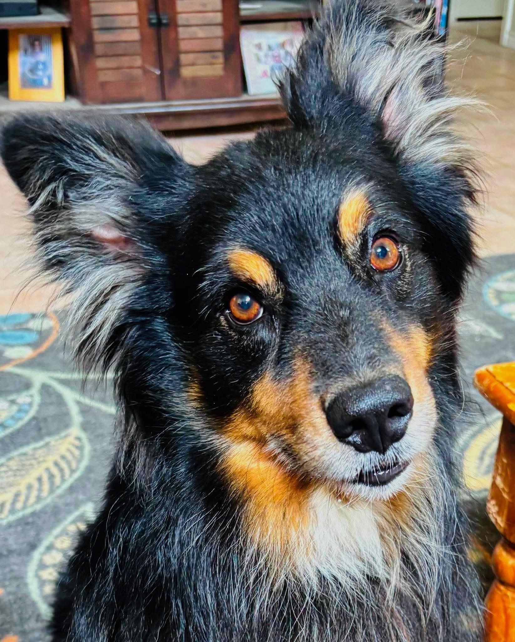 Enlarge ARPH 14697 - Finn, a Adoptable Australian Shepherd in Bryan, TX image 3/5