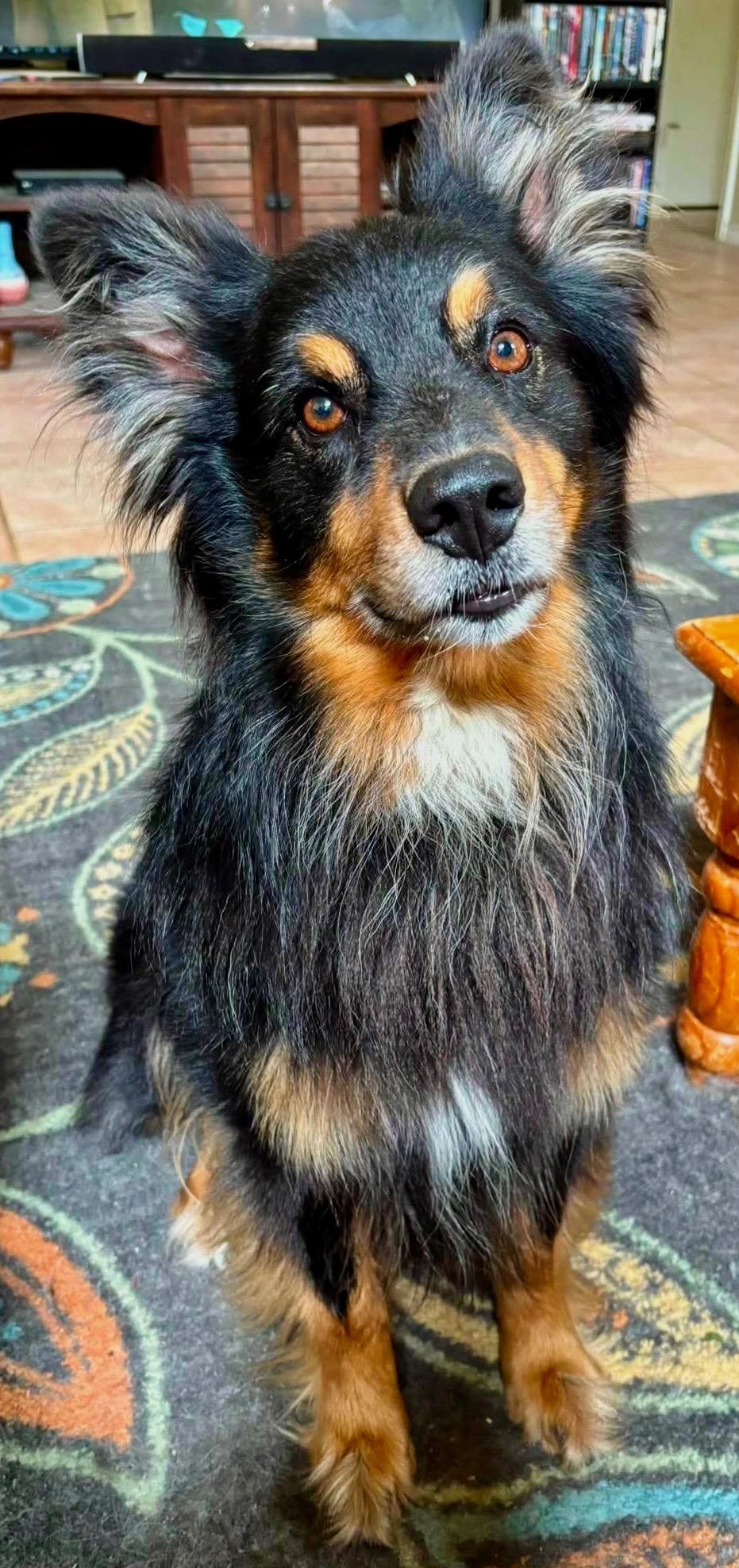 ARPH 14697 - Finn, Adoptable, Adult Male Australian Shepherd.