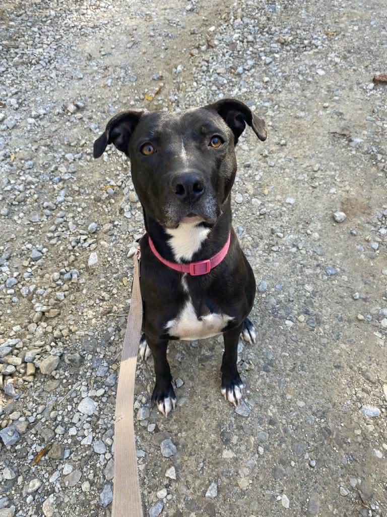 Enlarge Summer cl LOCATED IN SOUTHERN INDIANA , a Adoptable mixed breed in Kansas City, MO image 3/4
