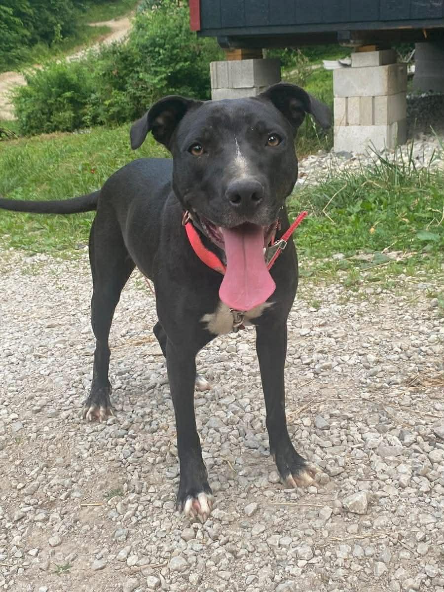 Enlarge Summer cl LOCATED IN SOUTHERN INDIANA , a Adoptable mixed breed in Kansas City, MO image 4/4