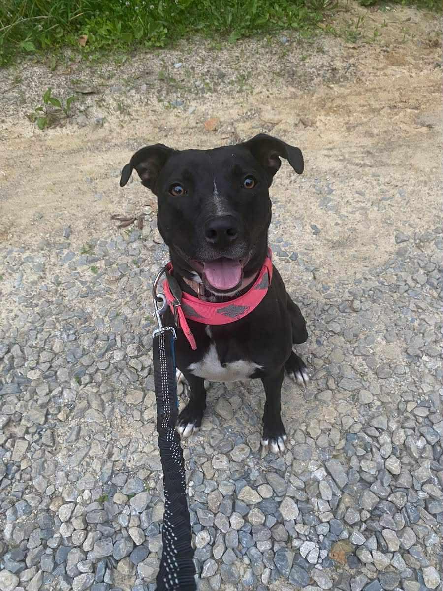 Enlarge Summer cl LOCATED IN SOUTHERN INDIANA , a Adoptable mixed breed in Kansas City, MO image 2/4