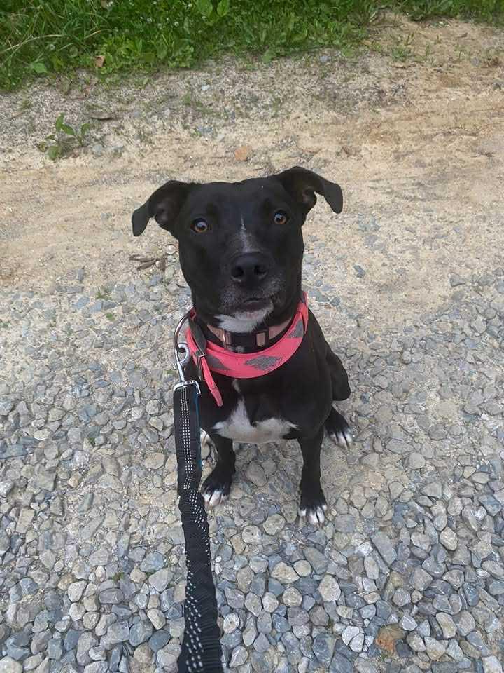 Enlarge Summer cl LOCATED IN SOUTHERN INDIANA , a Adoptable mixed breed in Kansas City, MO image 1/4