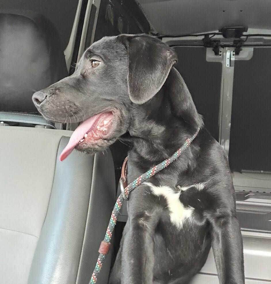 Pup Darwin thumbnail 3