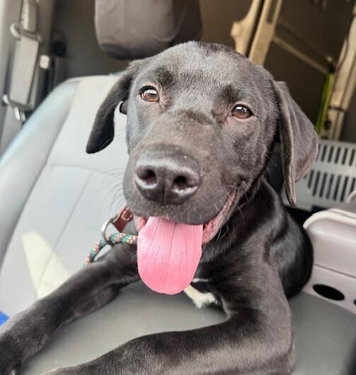 Pup Darwin thumbnail 4