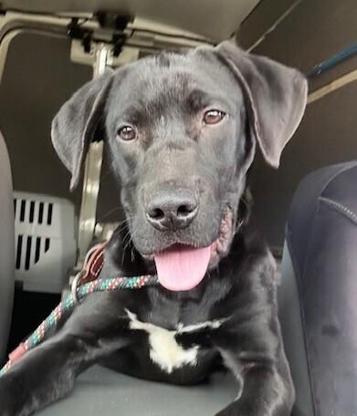 Pup Darwin thumbnail 5