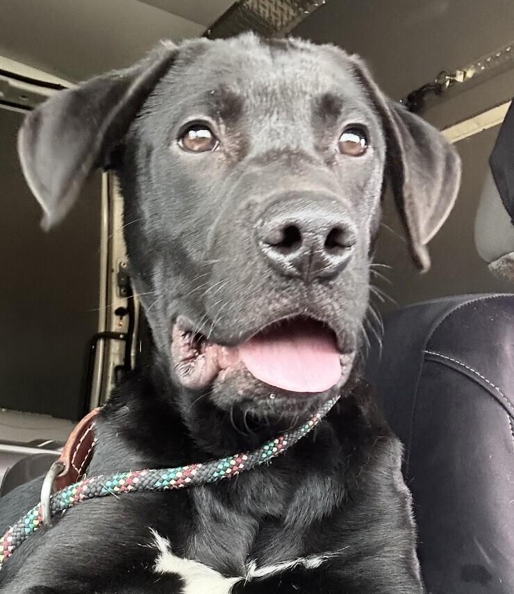 Pup Darwin thumbnail 6