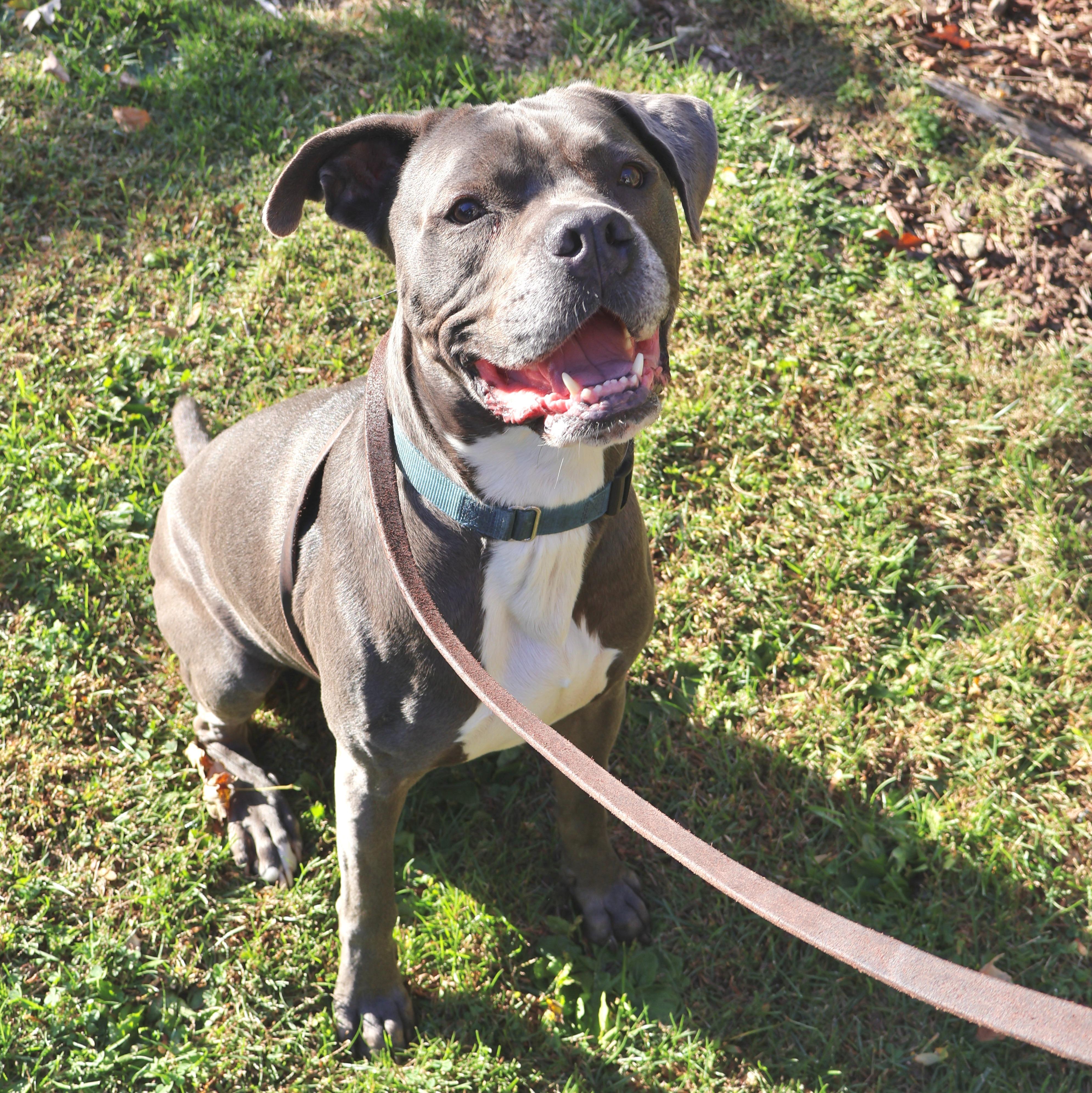 Roger, a Adoptable Pit Bull Terrier in Briarcliff Manor, NY image 1/6