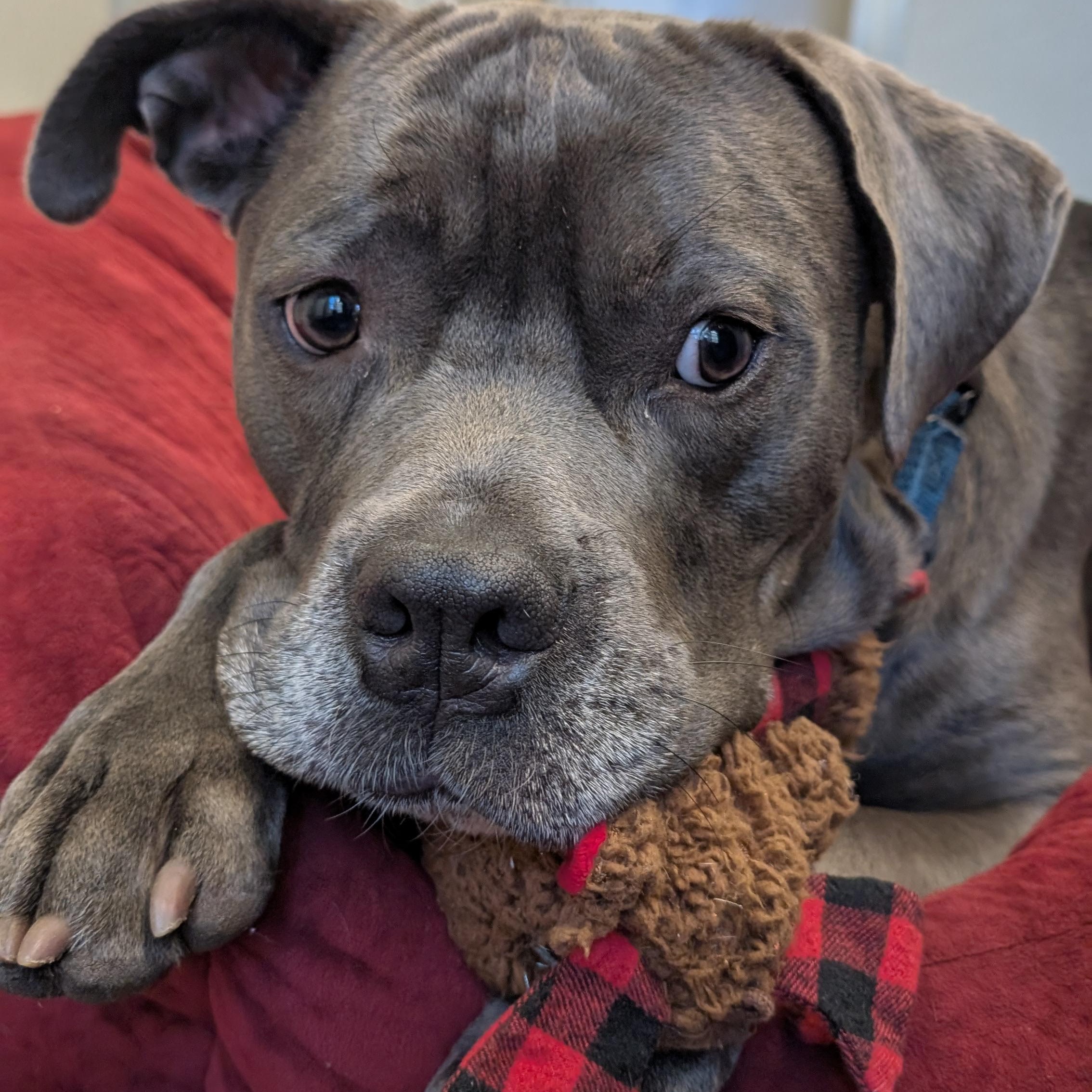 Roger, a Adoptable Pit Bull Terrier in Briarcliff Manor, NY image 6/6