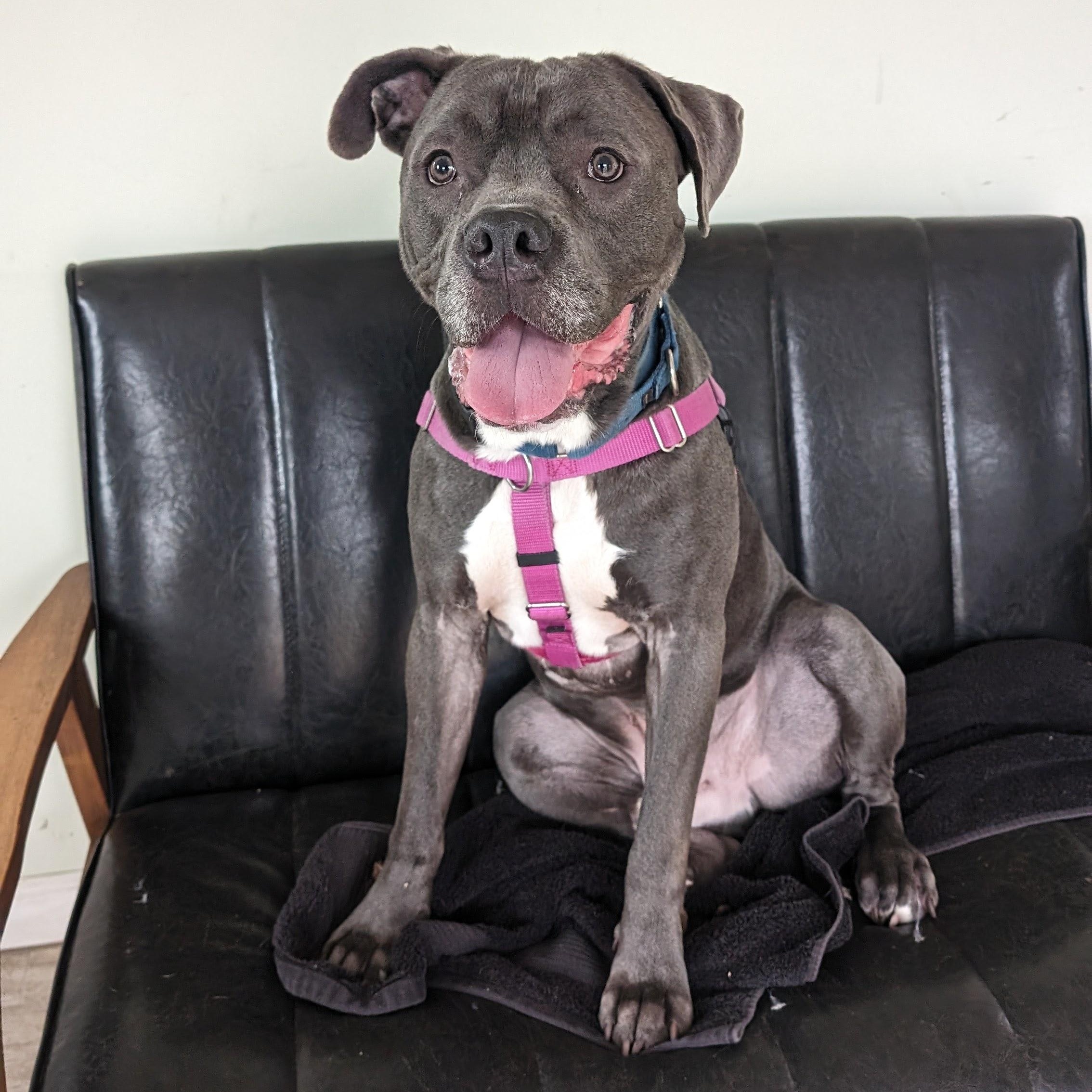 Roger, a Adoptable Pit Bull Terrier in Briarcliff Manor, NY image 5/6