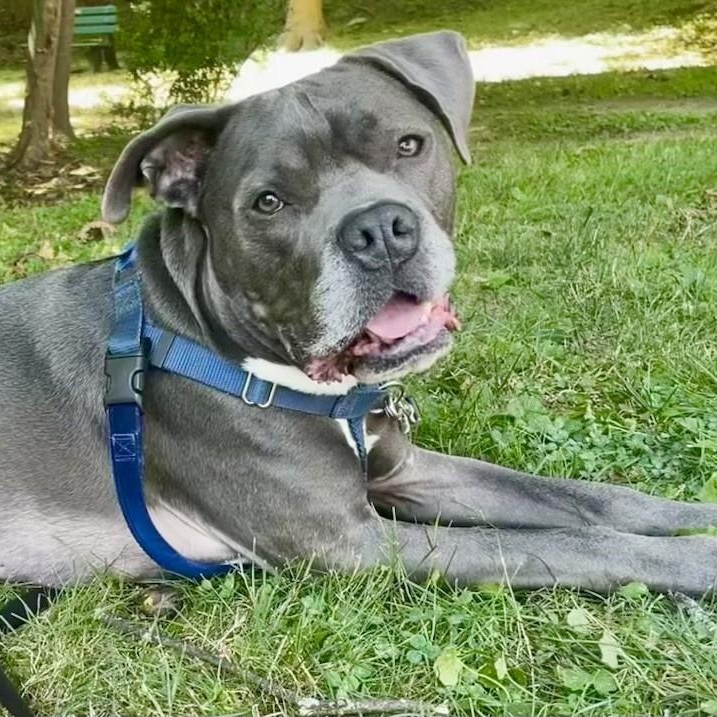 Roger, a Adoptable Pit Bull Terrier in Briarcliff Manor, NY image 2/6