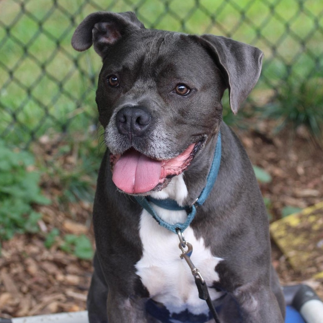 Roger, a Adoptable Pit Bull Terrier in Briarcliff Manor, NY image 4/6