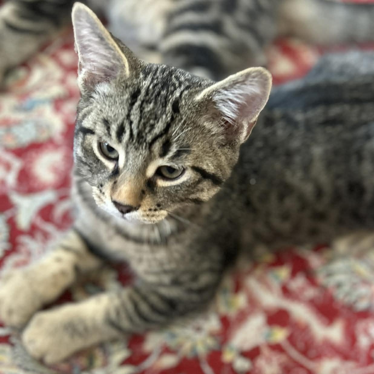 Enlarge Howard - A Calm, Sweet, Companion!, an adopted Tabby in Hamilton, ON image 2/4