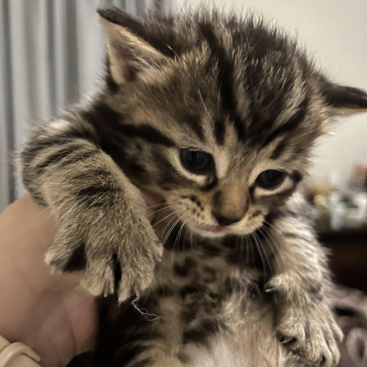 Enlarge Howard - A Calm, Sweet, Companion!, an adopted Tabby in Hamilton, ON image 4/4